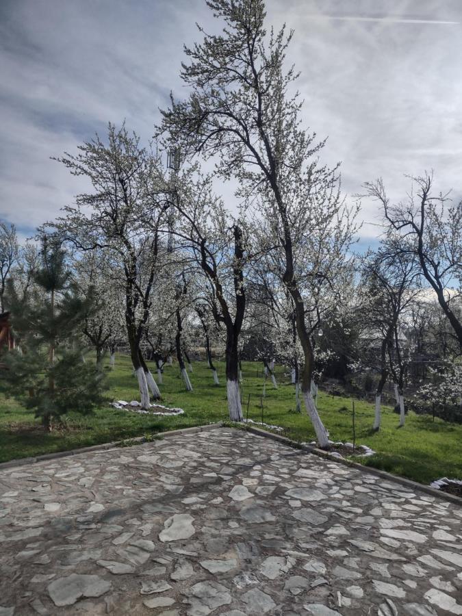 Pensiunea Codruta Cărpinişu Extérieur photo