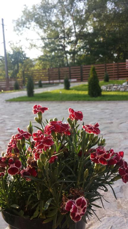 Pensiunea Codruta Cărpinişu Extérieur photo